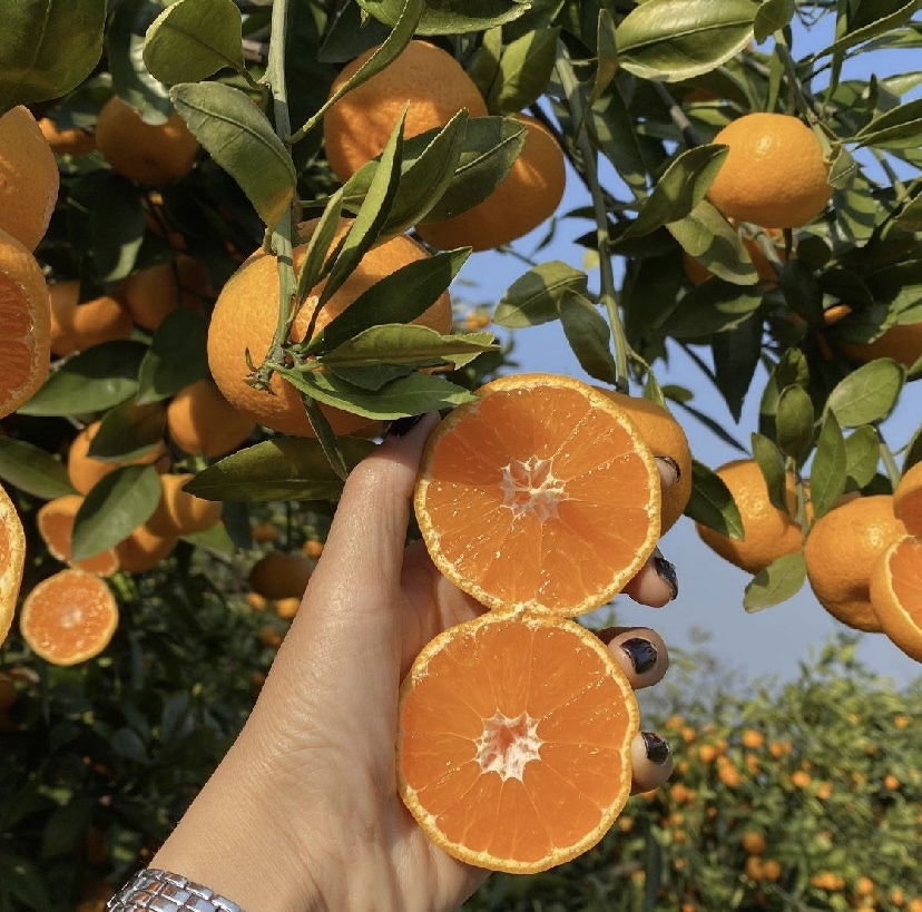 剖开的沙糖桔特写图