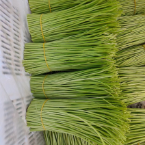 专业种植芦蒿