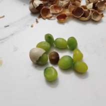 银杏白果
