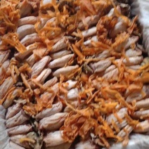 陕西富平柿饼