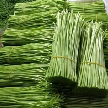 芦蒿。常年有货。精品