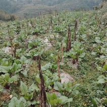 高山红菜苔