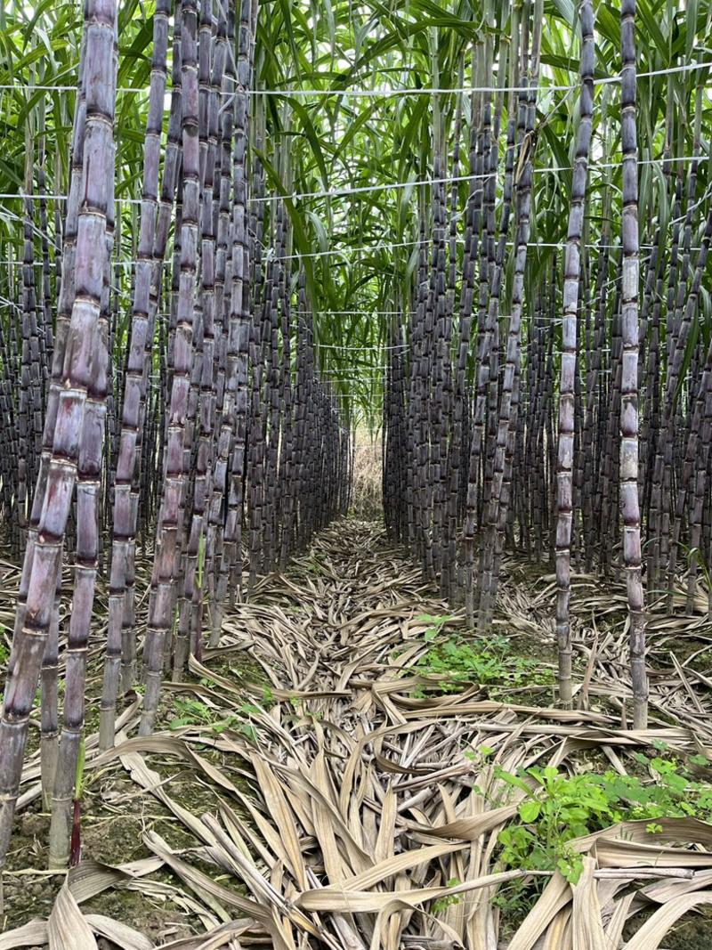 贵州甘蔗种植基地图片