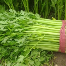 河北芹菜精品西芹大量上市，支持代发、货源充足保证质量