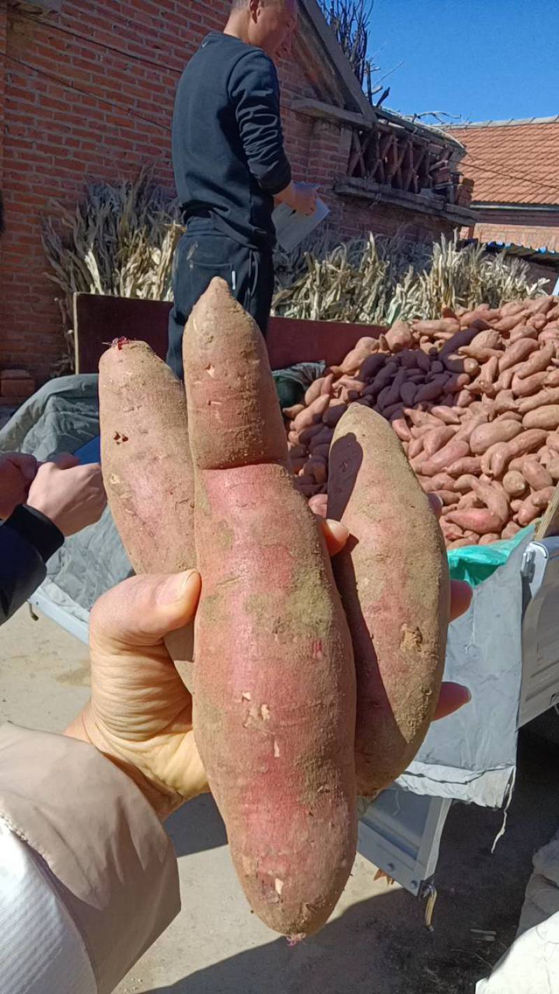 产地西瓜红红薯大量供应保质保量价格不高老板联系