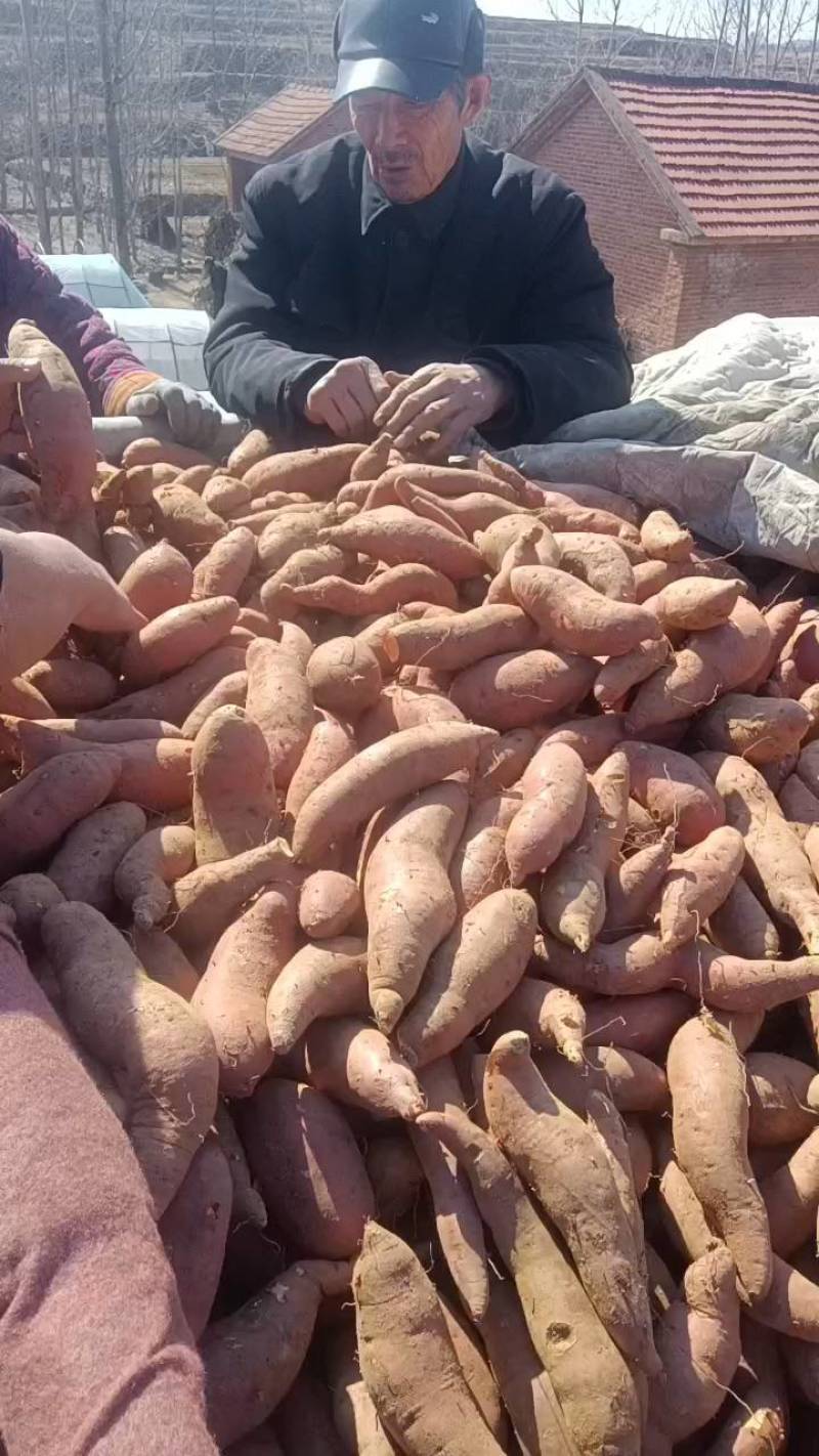 产地西瓜红红薯大量供应保质保量价格不高老板联系