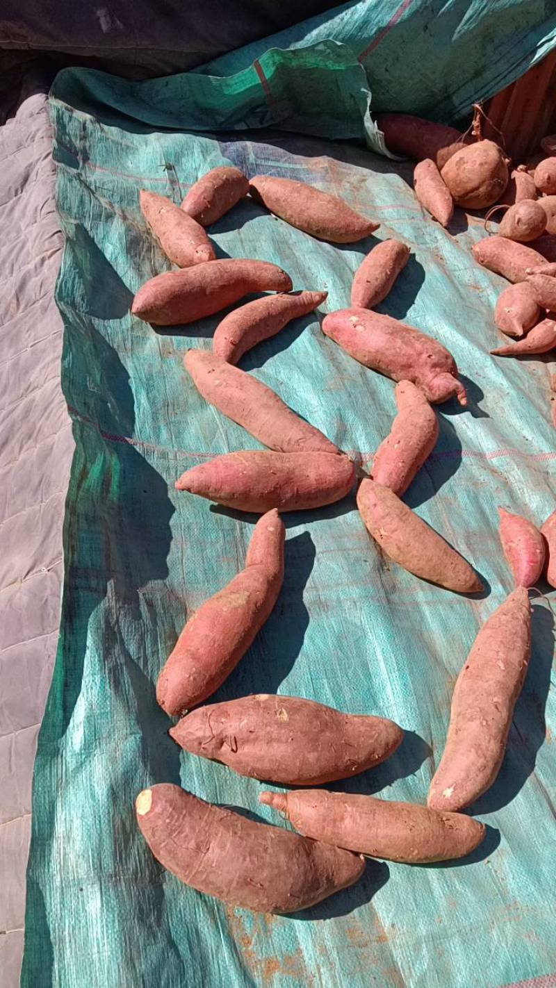 产地西瓜红红薯大量供应保质保量价格不高老板联系