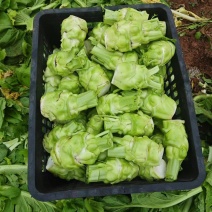 榨菜