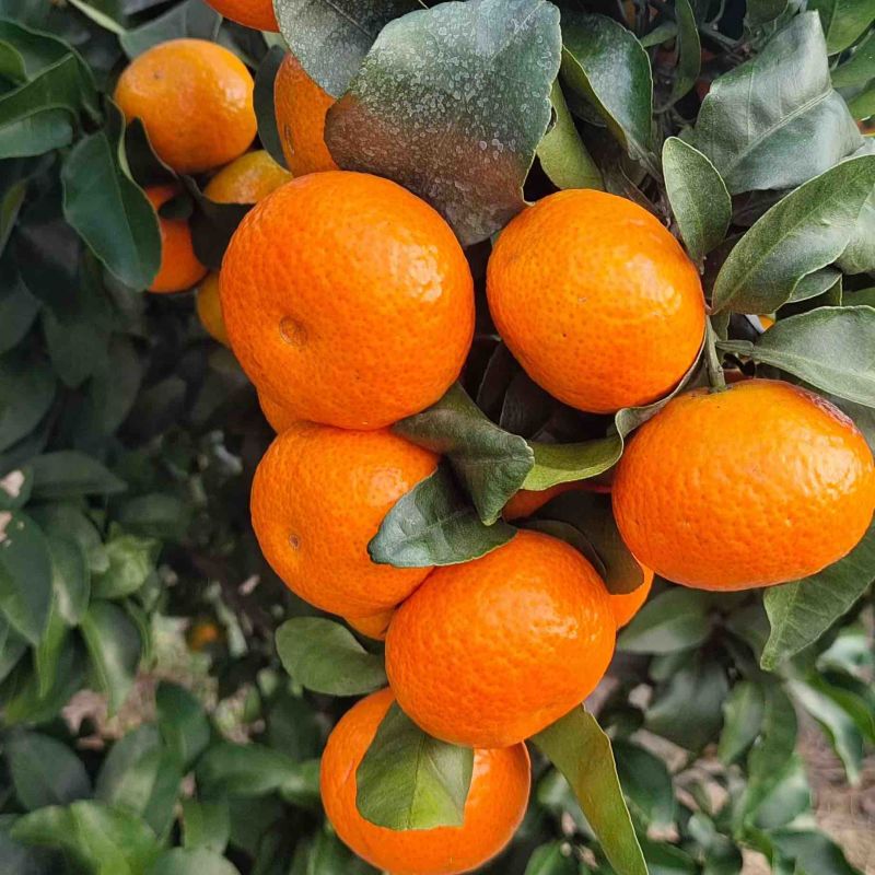 广西砂糖橘对接市场超市电商实力代办