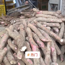 木薯