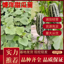 【实力供应】博洋甜瓜苗，直颗、嫁接苗，基地现发，品质经营