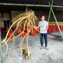五指毛桃苗苗场直批根系发达粗壮成活率高规格齐全货源充足货量大