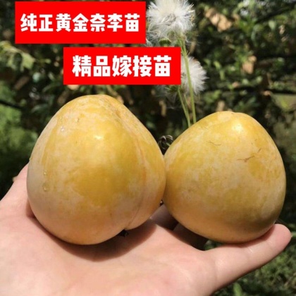 黄金奈李苗价格行情