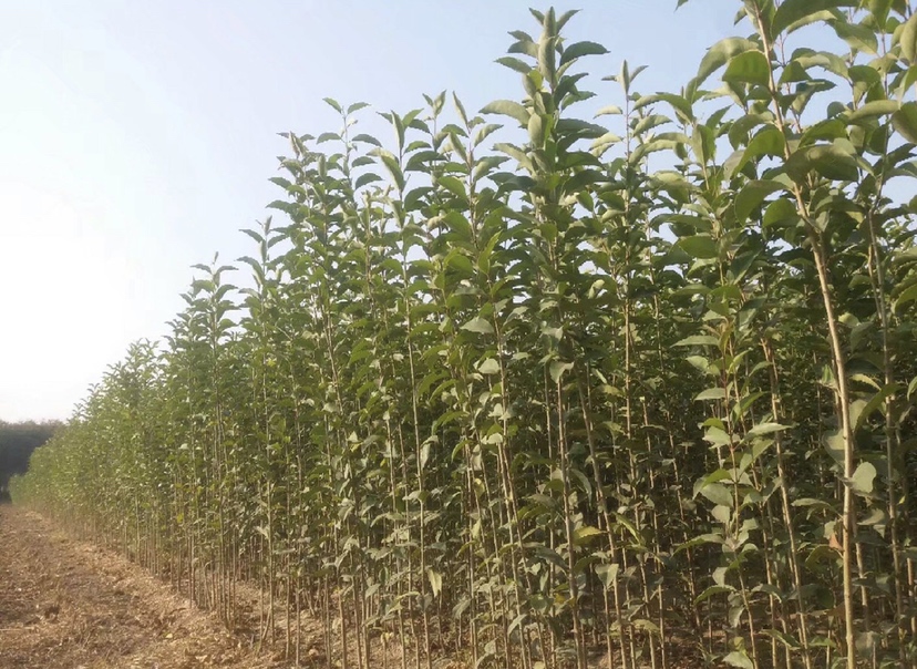 大叶女贞苗木实景图
