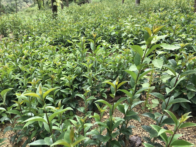 八公分大叶女贞树形挺拔,叶片宽大油亮 八公分大叶女贞树形挺拔,叶片宽大油亮