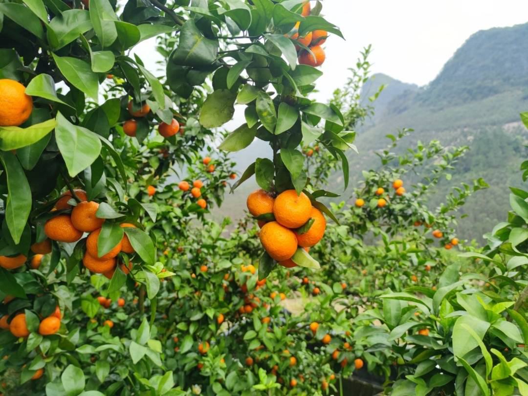 沙糖桔果园全景
