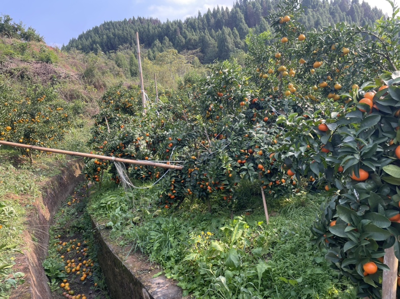 沙糖桔果园航拍图