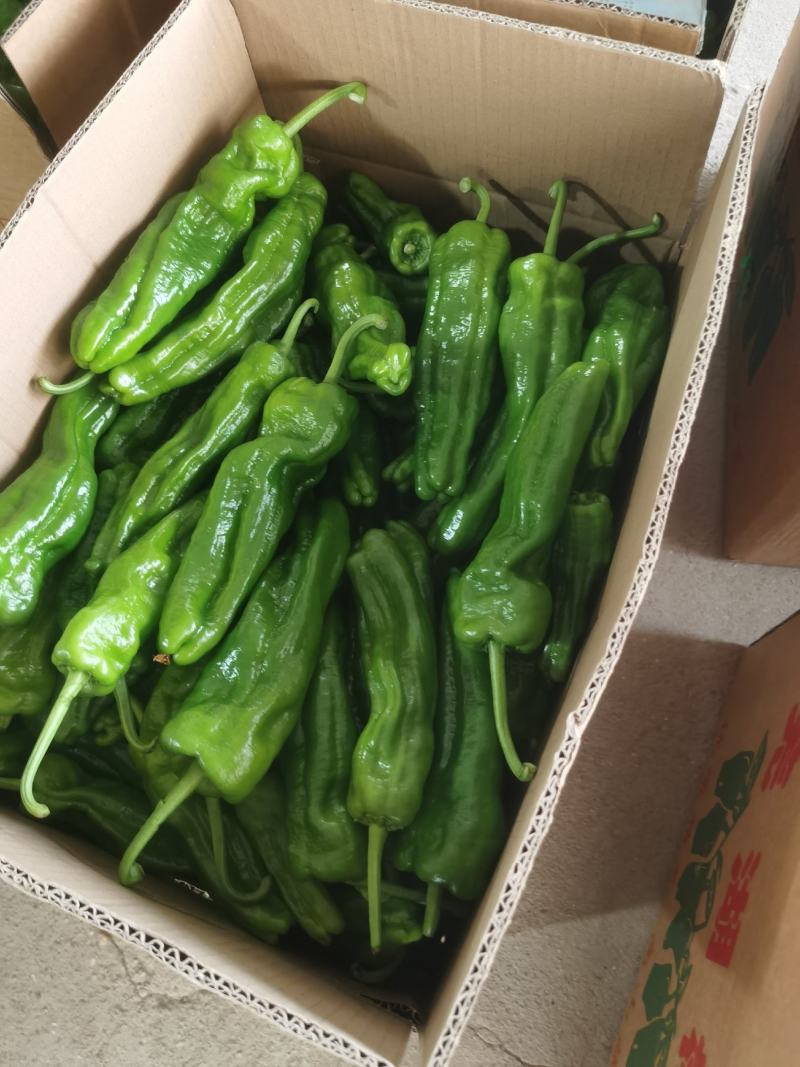 安徽芜湖万亩基地芜湖椒苏椒质量好品质好大量供应