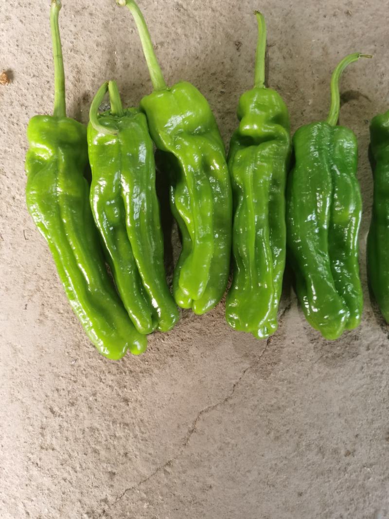 田上看到的】评价详细信息涨跌状态价格(元/斤)品种产地鲜辣椒产地热