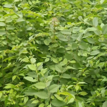 榉树苗，红榉苗（基地自产自销，没有中间商，价格实惠）