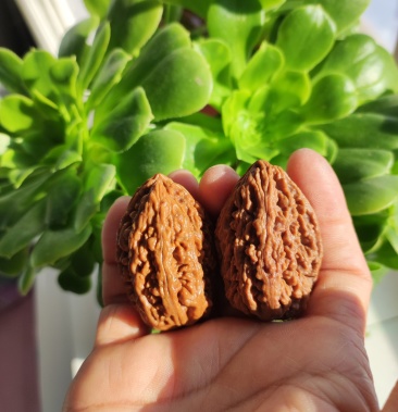 东北秋子文玩核桃