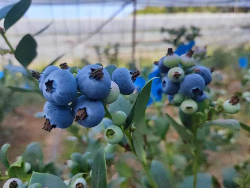 蓝莓与车厘子对比图
