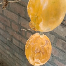 瓜蒌