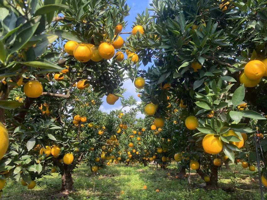 阳光洒落在成片的金堂脐橙果园中,绿叶间挂满金黄色的脐橙,果农正在树下采摘,远处有游客提着篮子欢笑行走,展现出一派丰收祥和的田园景象 金堂脐橙果园全景