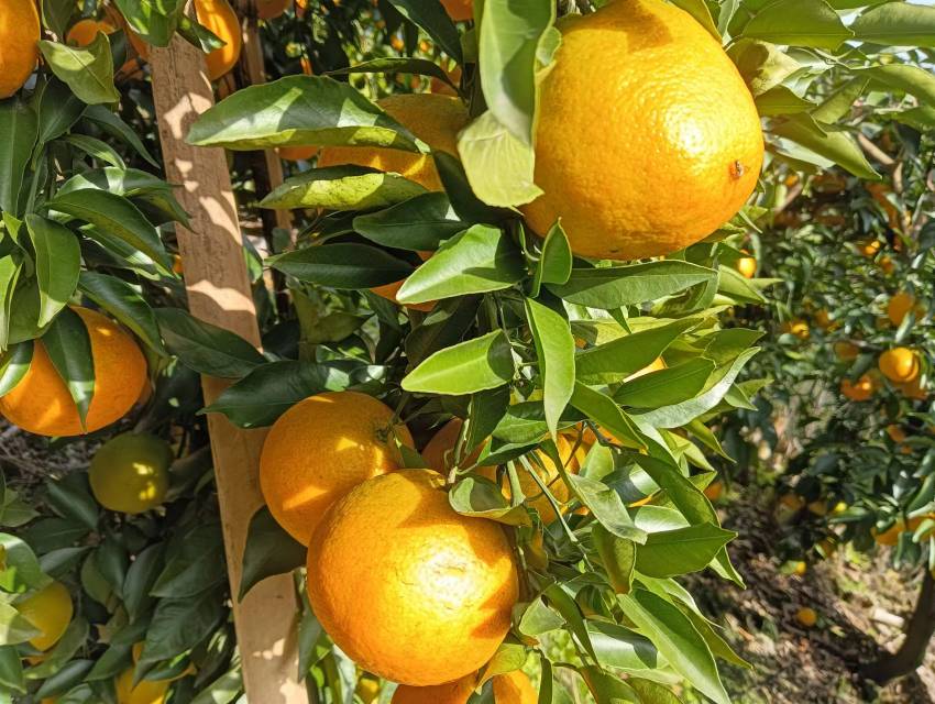 四川丹棱不知火柑果园