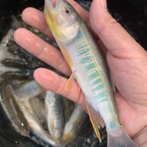 淡水金枪马口鱼