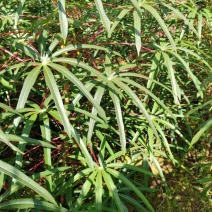 木薯