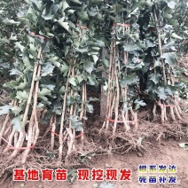 山楂树优质山楂苗多年大苗、小苗规格全万亩基地常年供应