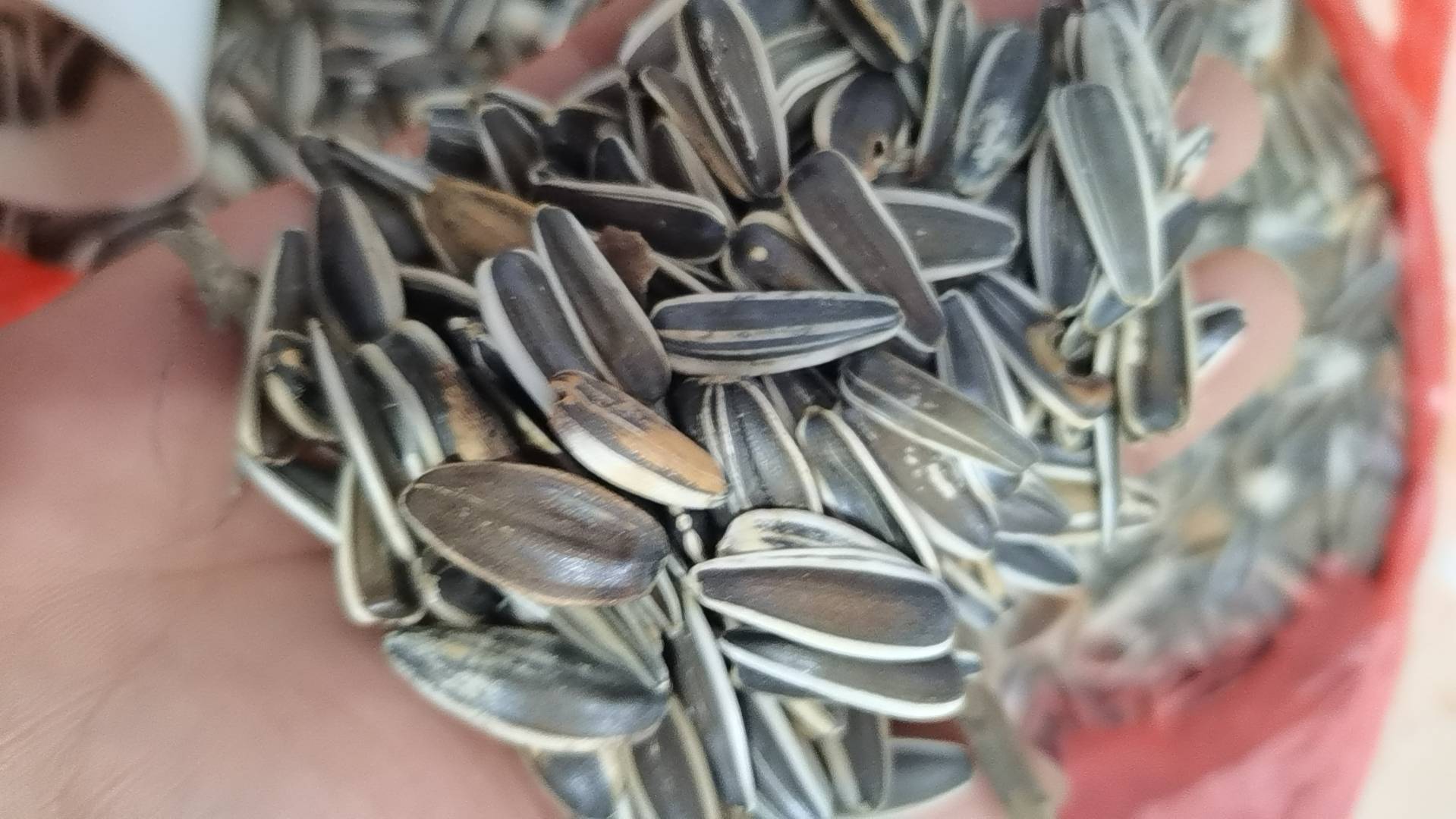 蓝莓籽在显微镜下的特写图