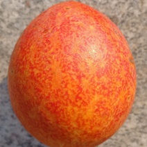 瓜蒌，栝楼