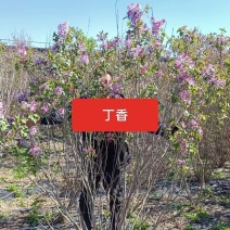 河北定州紫丁香暴马丁香丛生多分枝独杆大墩丁香小苗绿化苗木