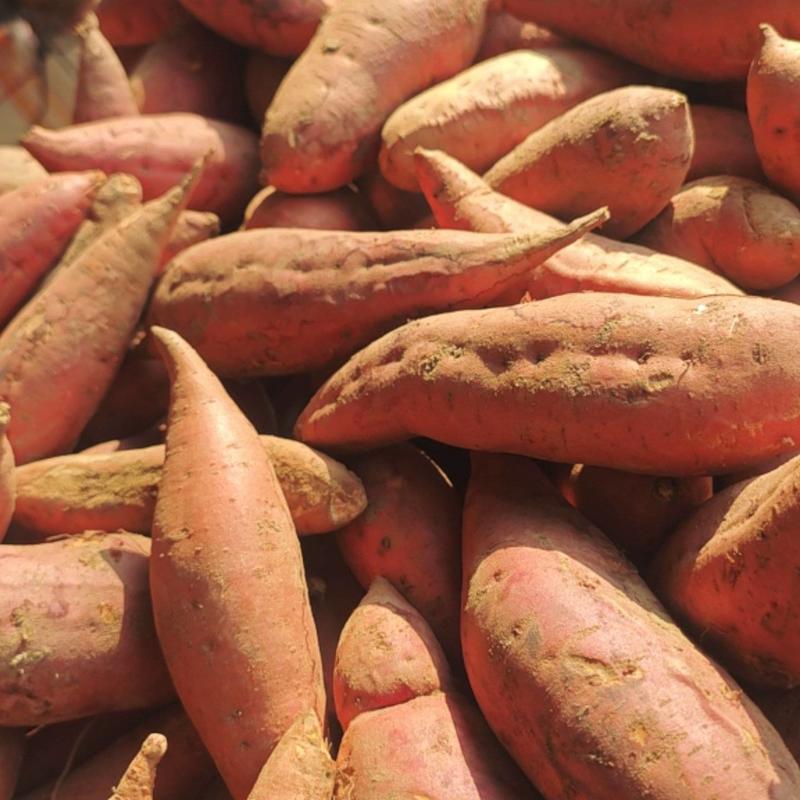 西瓜红红薯市场价图片