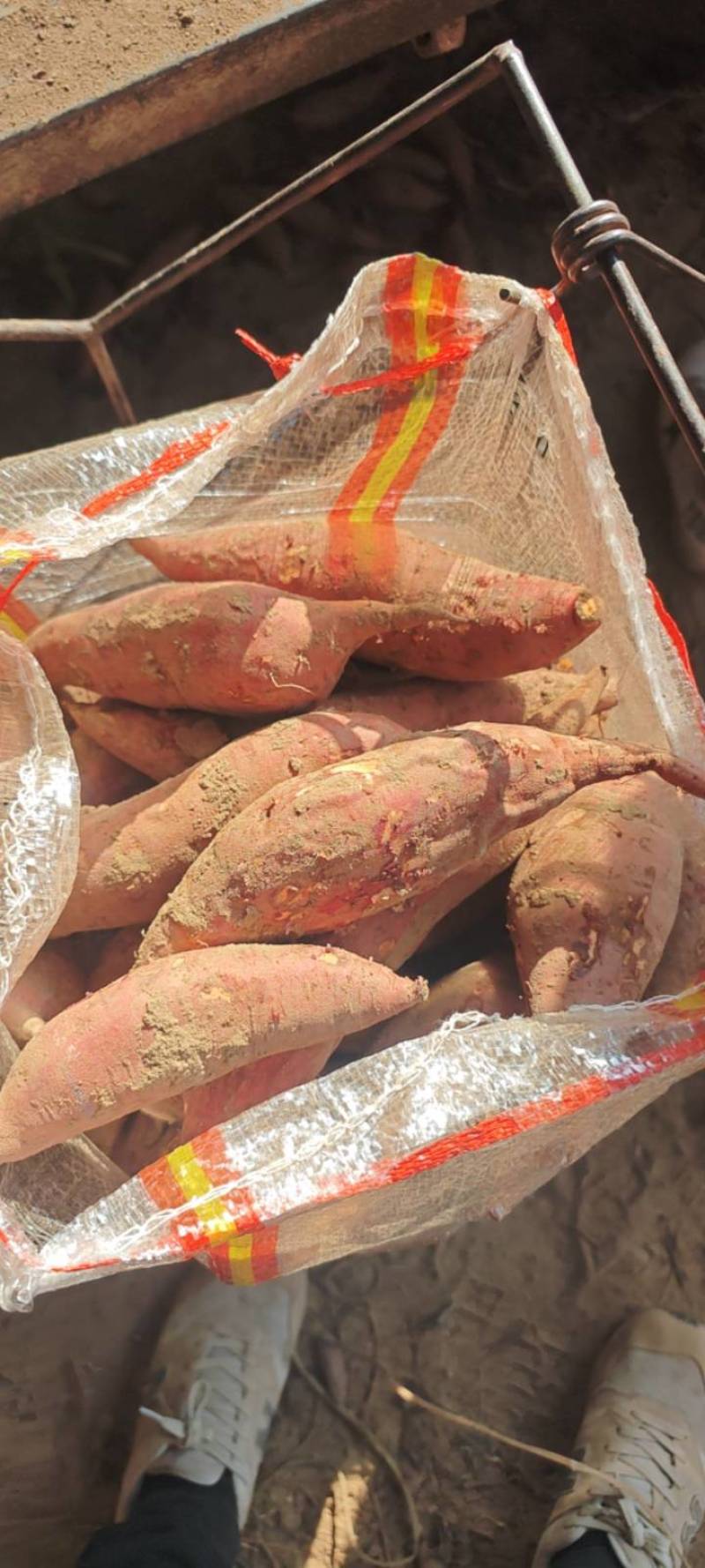 精品西瓜红红薯开封沙土地红皮红心口感面甜