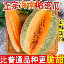 【热销产品】正宗海南哈密瓜25号晓蜜大量热销中
