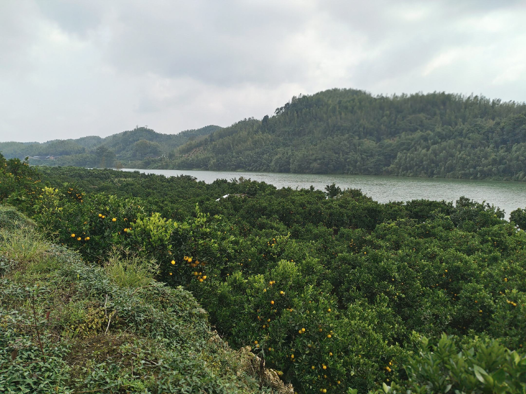 冰糖橙果园丰收场景