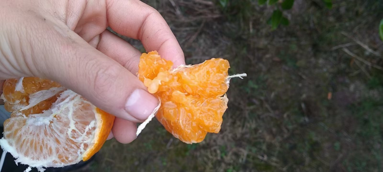 春见柑桔果实特写
