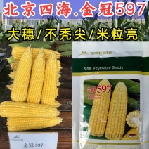 金冠597水果玉米种子国审泰太阳花超甜鲜食爆汁水果甜玉米