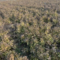 河南白术芽子栽货
