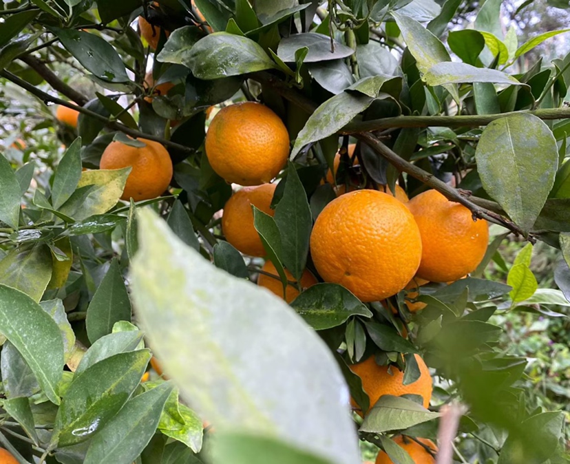 德庆皇帝柑采摘实景：果农戴草帽在梯田式柑园中手摘果实，阳光斜照下叶片翠绿，枝头挂满金黄果实，果农手中托举两颗刚摘下的皇帝柑，果面洁净油亮，背景可见远处“德庆贡柑”文化石碑