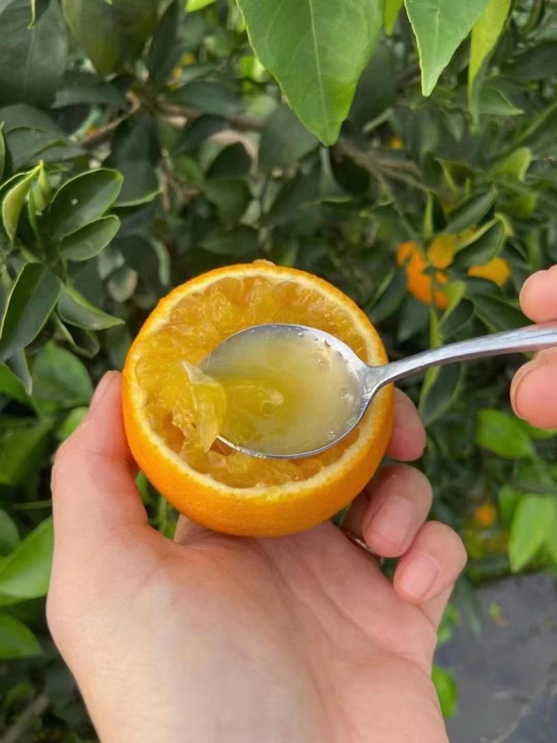 湖北宜昌秭归九月红橙子现在大量有货了汁多皮薄口感好
