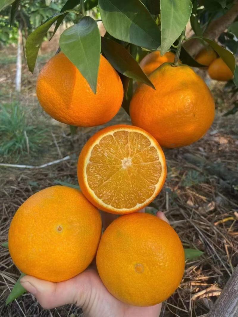 [九月红脐橙批发]湖北宜昌秭归九月红橙子现在大量有货了,汁多皮薄