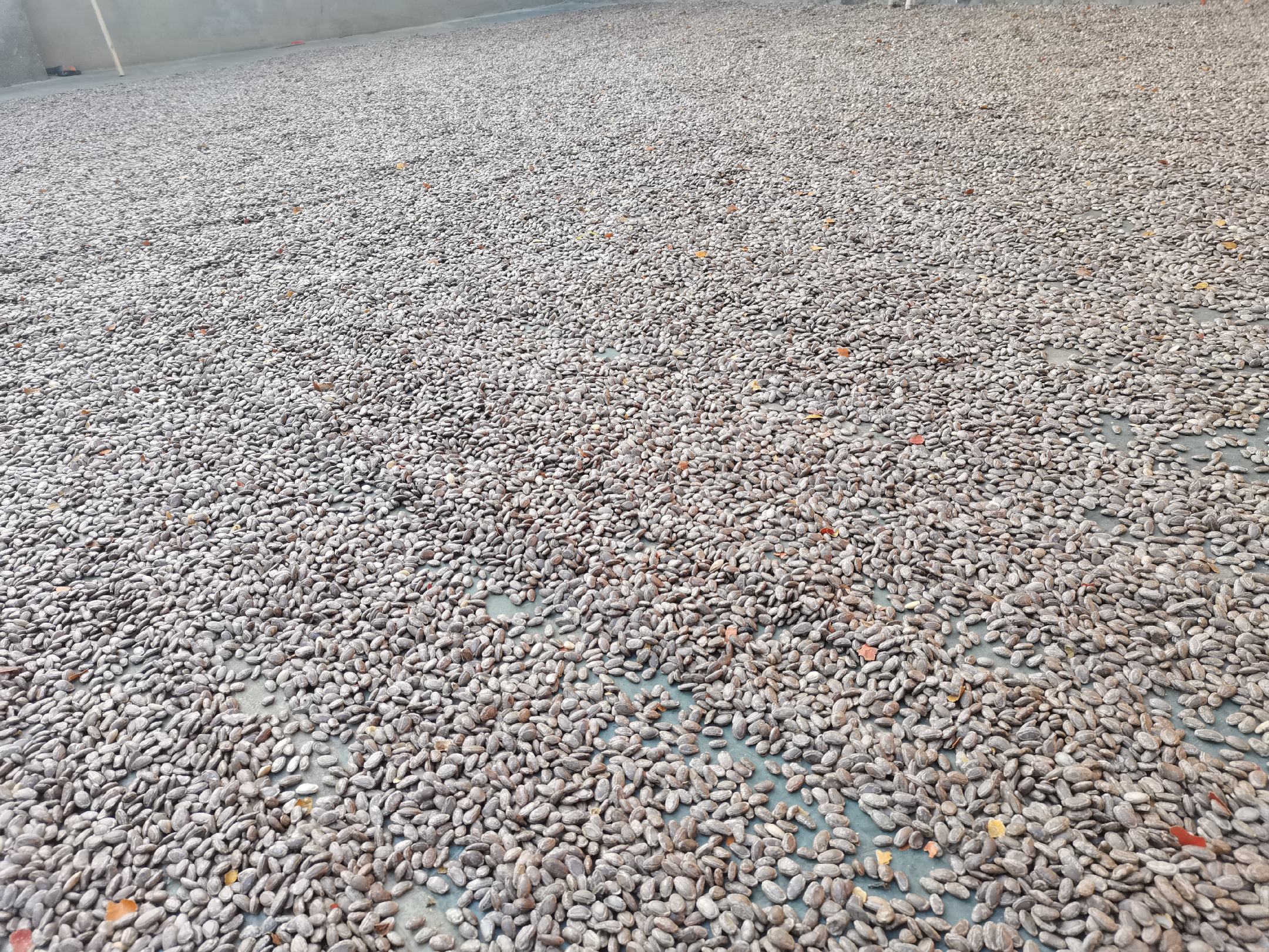 干燥的吊茄子药材,展示其形态特征和加工方式 吊茄子药材图示