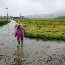 腰果原果