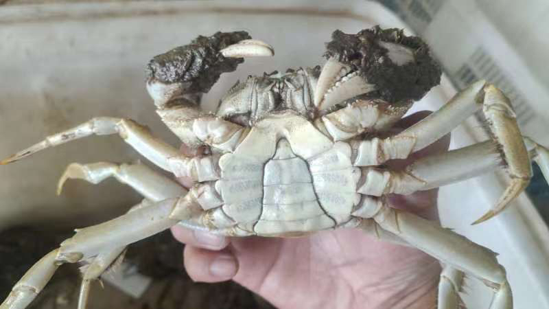 清洗大闸蟹