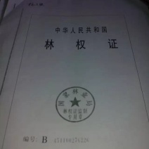 165亩成长期杉树山林转让，通路，合同30年，有泉水