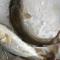 草鱼苗，鲤鱼苗等各种特色鱼苗，货源充足，品种优良